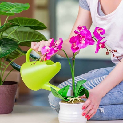 orquideas_cuidados_riego orquideas_cuidados_riego