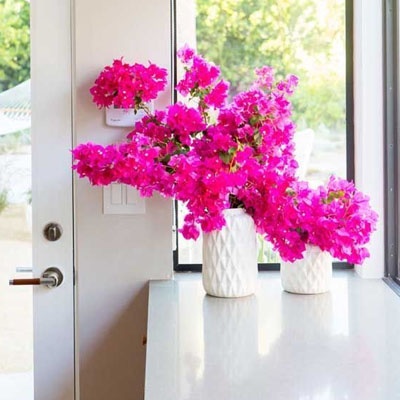 azalea_rosa_decorando_cocina_400x400 azalea_rosa_decorando_cocina_400x400