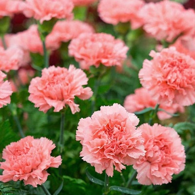 claveles_rosas_400x400 claveles_rosas_400x400