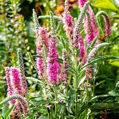 veronicas_campo_rosa_400x400 veronicas_campo_rosa_400x400