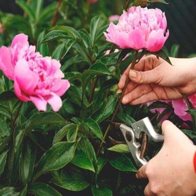 peonias_poda_400x400 peonias_poda_400x400