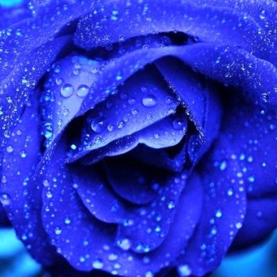 zoom_rosa_azul_400x400 zoom_rosa_azul_400x400