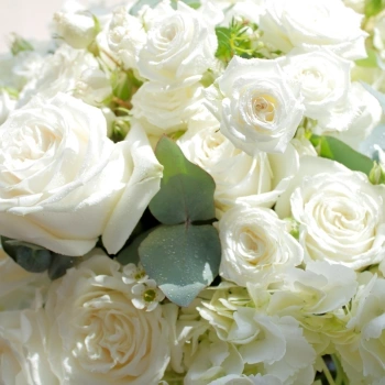 639-rosas_blancas 639-rosas_blancas