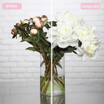 peonias-antes-despues
