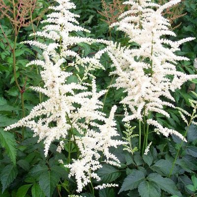 astilbe-bridal-veil-400x400 astilbe-bridal-veil-400x400