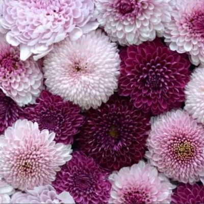 crisantemos-decorativo_400x400