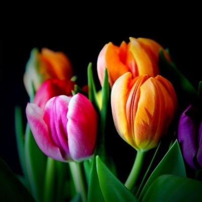 cuatro_tulips_550x550 cuatro_tulips_550x550