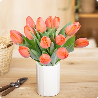 tulipanes_lila_330x330 tulipanes_lila_330x330
