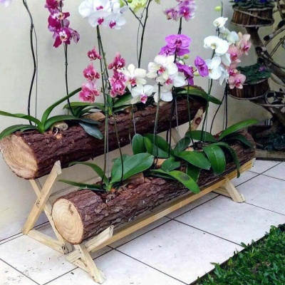 orquideas_decorando_tronco orquideas_decorando_tronco