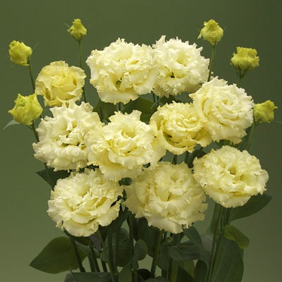 lisianthus_blancos_400x400 lisianthus_blancos_400x400