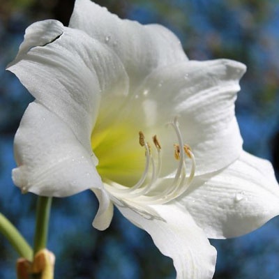 amaryllis_azul_400x400 amaryllis_azul_400x400