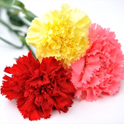 claveles_3_colores_400x400 claveles_3_colores_400x400