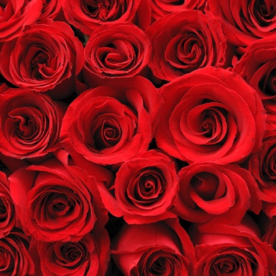 rosas_rojas_banner rosas_rojas_banner