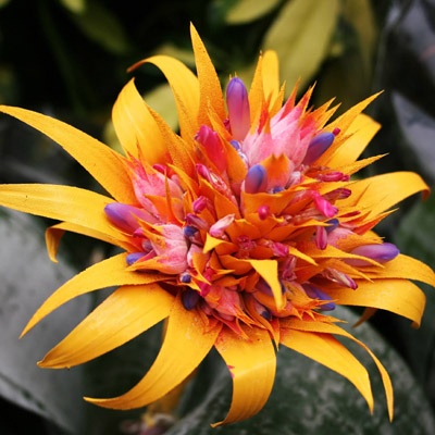 flores-magicas-800x500 flores-magicas-800x500