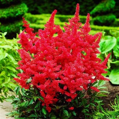 astilbe-fanal-400x400 astilbe-fanal-400x400