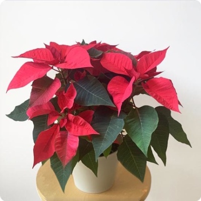 poinsettia-430x433