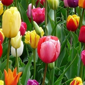 tulipanes_1200x350 tulipanes_1200x350