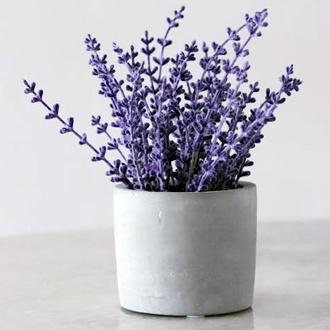 lavanda-jarron-balnco.330x330 lavanda-jarron-balnco.330x330