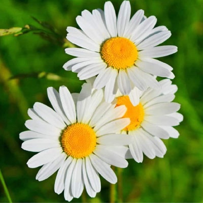 margartias_tres_400x400 margartias_tres_400x400