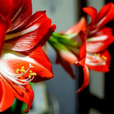 amaryllis_roja_dos_400x400 amaryllis_roja_dos_400x400