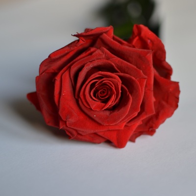 rosa-roja-sant-jordi rosa-roja-sant-jordi