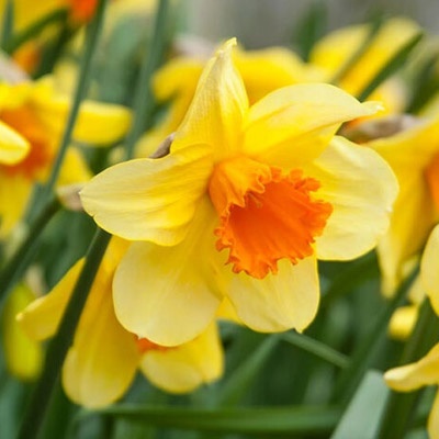 narciso_amarillo_400x400 narciso_amarillo_400x400