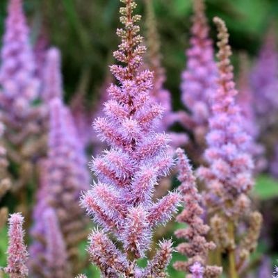 Astilbe