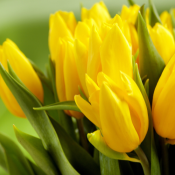 tulipe-350x350 tulipe-350x350